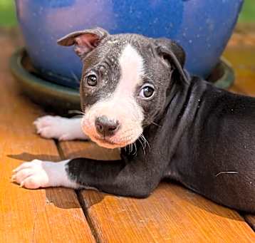 Photo of Skittles