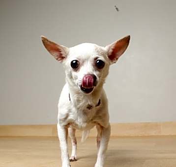 Photo of Penny D64613