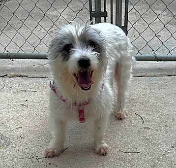 Photo of Scruffy