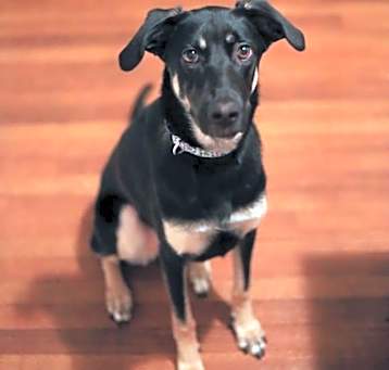 Photo of Asoka