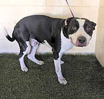 Photo of OBI-WANBARK