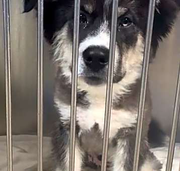 Photo of Kodiak $500