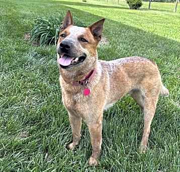 Photo of Deacon