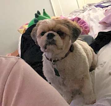 Photo of Daisy