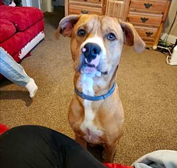 Photo of Cayenne AKA Ranger
