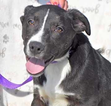 Photo of PEZ/URGENT