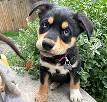 Photo of Bear