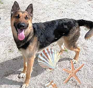 Photo of 21351- Greta