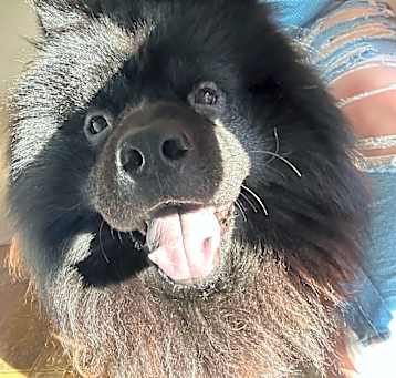Photo of Shadow