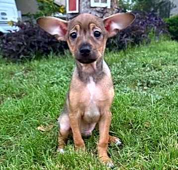 Photo of Gizmo
