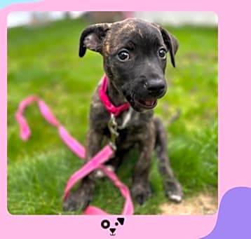 Photo of Remi