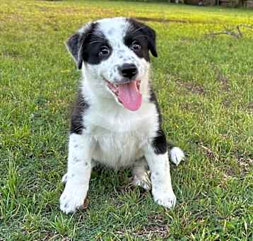 Photo of Molly Moo Cow 25-03-055