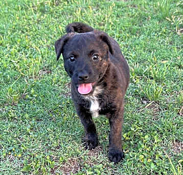 Photo of Reeses 25-03-055