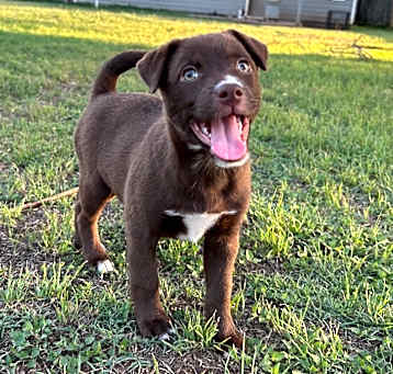 Photo of Coco 25-03-055