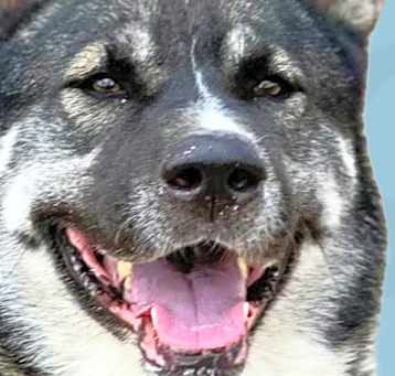 Photo of Raider
