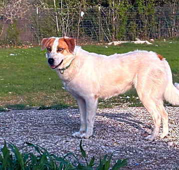 Photo of Bluebonnet