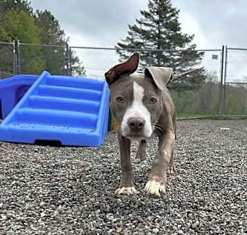 Photo of Chase