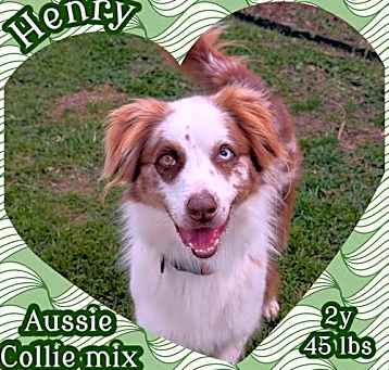 Photo of Henry