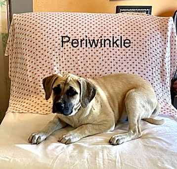 Photo of Periwinkle Lonestar