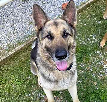 Photo of Rosco
