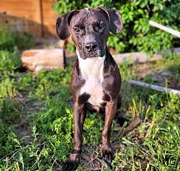 Photo of Rex