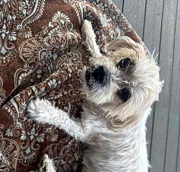 Photo of Deuce