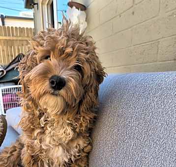 Photo of Leo