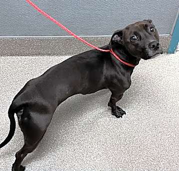 Photo of *ANGUS