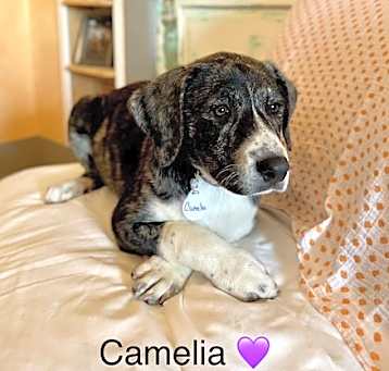 Photo of Camelia Lonestar