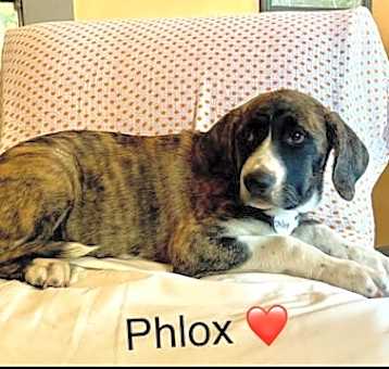 Photo of Phlox Lonestar