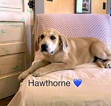 Photo of Hawthorn Lonestar