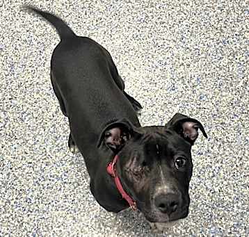 Photo of Leela (Mocha)