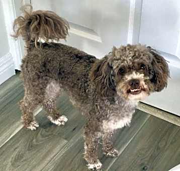 Photo of Mocha