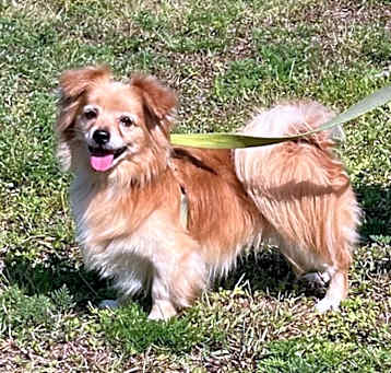 Photo of Dewalt