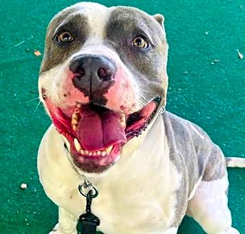 Photo of Brutus