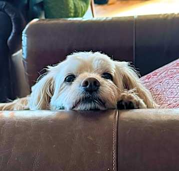 Photo of Lady