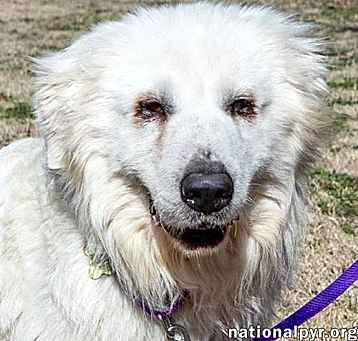 Photo of Fluke in CT - Sweet Pocket-Pyr Gentleman!