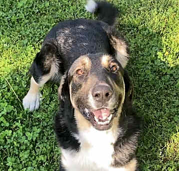 Photo of Moose