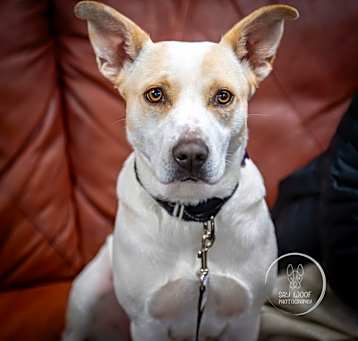 Photo of Foxy Lady - 25048