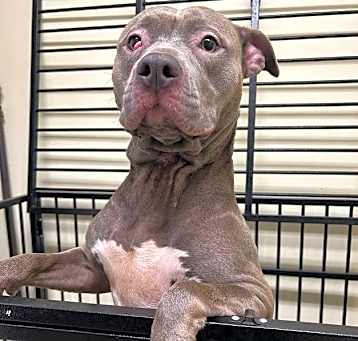Photo of Sweet Pea
