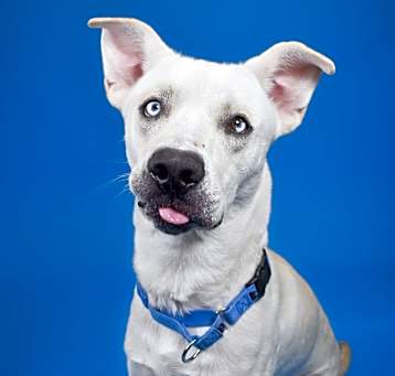 Photo of Akamaru
