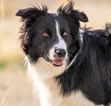 Photo of Max*