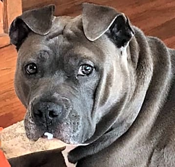 Photo of Gunner