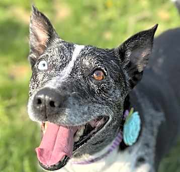 Photo of Juno