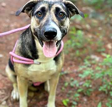 Photo of Pepper