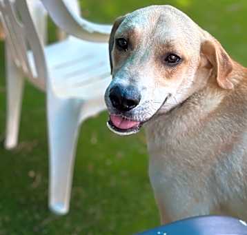 Photo of Buddy
