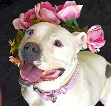 Photo of Loca
