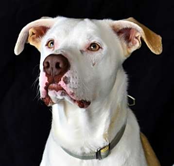 Photo of Rigby