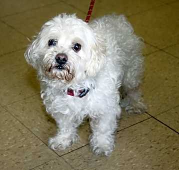 Photo of Cotton Ball