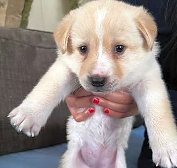 Photo of Nilla
